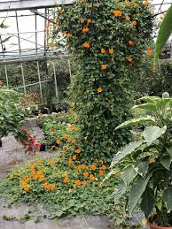 Image result for Thunbergia gregorii