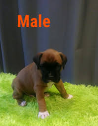 21.5 to 25 inches at the shoulder weight: Pin On Puppies For Sale