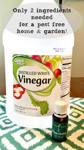 Because vinegar will kill weeds and plants by making the soil acidic. Account Suspended Garden Pest Spray Pest Spray Peppermint Essential Oil