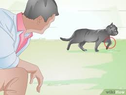 Cats · 9 years ago. How To Treat Fractures In Cats 11 Steps With Pictures Wikihow Pet