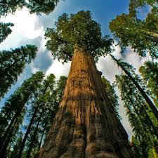 Redwood national park how tall is the hyperion tree? Hyperion Tallest Tree In The World L Antic Colonial