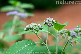 Image result for Bothriocline