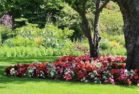Whether you're looking for anthuriums, philodendrons, gingers, ferns, plumerias, bananas, exotic plants or weird plants, you can shop our tropical nursery for plants for your home. Top 10 Shade Plants For North Houston Kingwood Garden Center