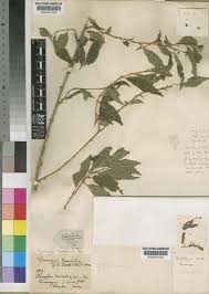 Image result for Erythrococca kirkii