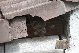 Heptner et sludskii rapporte un cas d'une fouine ayant attaqué un chat domestique. Comment Se Debarrasser D Une Fouine Les Methodes De Lutte