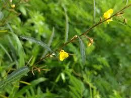 Image result for Chamaecrista mimosoides
