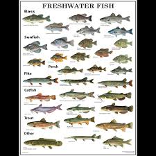 Gmcos Freshwater Fish Poster Laminated