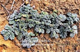 Image result for Coldenia procumbens