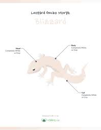 Black And White Striped Leopard Gecko Leopard Gecko Morph Blizzard Ribbbit Leopard Gecko Leopard Gecko Morphs Gecko