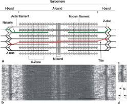 Muscles pull on bones and act as lever systems. The Vertebrate Muscle Z Disc Sarcomere Anchor For Structure And Signalling Springerlink