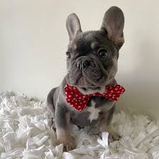 Explore 102 listings for french bulldog x for sale at best prices. French Bulldog Puppies You Deserve The Best Anna French Bulldog Puppies 678 306 6186