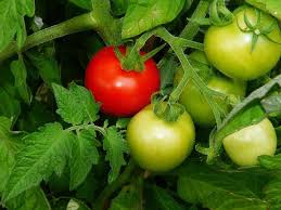 Wir zeigen, was man beim ausbrechen der seitentriebe beachten muss! á… Gartenguru Net á… Tomaten Ausgeizen Aber Richtig