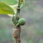 Image result for Olax obtusifolia