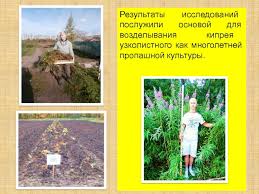 Почему мы забыли этот полезный чай? Agrobiologicheskie Osnovy Kultivirovaniya Ivan Chaya Kipreya Uzkolistnogo I Prezentaciya Doklad Proekt