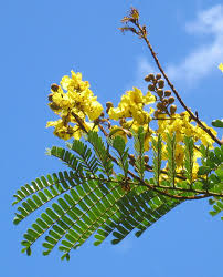 Image result for Limeum pterocarpum