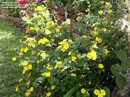 Image result for Reinwardtia indica