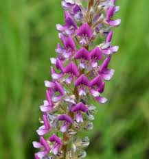 Image result for Uraria