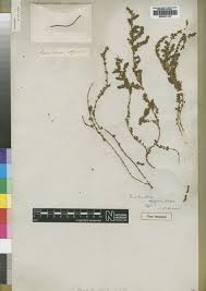 Image result for Euphorbia polycnemoides