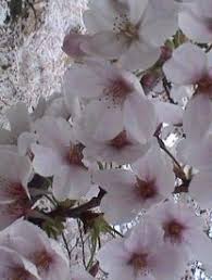 I loro fiori sono caratterizzati da colori molto. Sakura Il Fiore Di Ciliegio Nella Cultura Giapponese