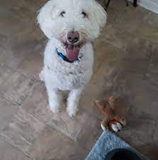 Maybe you would like to learn more about one of these? Holistic Pet Shop Home Facebook