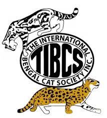 It is advised that they be exclusively indoor cats as they may contract diseases from interacting with stray cats in the neighborhood. Bengal Cat Breeders In North Carolina Bengal Cat Club
