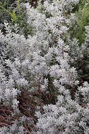 File Leucophyllum Frutescens 15zz Jpg Wikimedia Commons