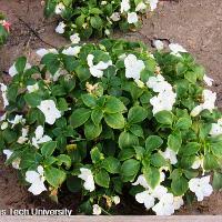 Image result for Impatiens briartii