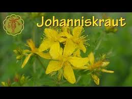 Der Johanniskrautstrauch Im Vol At Gartentipp Youtube