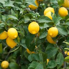 Image result for Citrus × limon