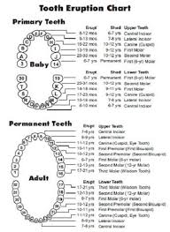 They clearly evolved to eat meat. 20 Free Printable Dental Chart Forms Templates Pdf Template Republic