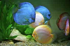 Fish In Water By Vietnam Tropical Fish Fish Discus Fish
