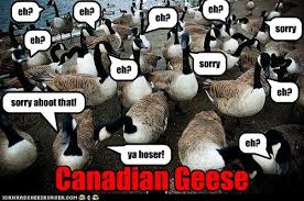 Canadian Geese Eh Canadian Goose Funny Animals With Captions Funny Animal Photos