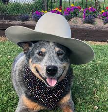 See puppy photos, health info & reviews. Australian Cattle Dogs Byeyo Kennels Perm Reg Breeders Of Quality Australian Cattle Dogs