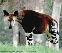 Pin On Endangered Animals