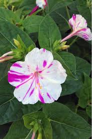 Four o clock flowers care. Learn How To Grow Four O Clocks Gardener S Path