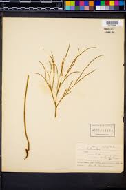 Image result for Viscum shirense