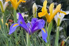 Image result for Monanthotaxis afra