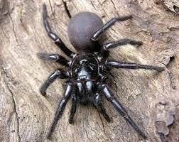 Ihr wissenschaftlicher name lautet atrax robustus und sie kommt sowohl innerhalb als auch in der umgebung sydneys vor. The Sydney Funnel Web Spider Atrax Robustus Is An Australian Funnel Web Spider Usually Found Within A 100 Km 62 Mi Spinne Australien Spinne Australien Tiere