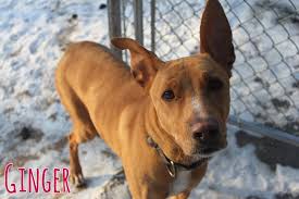 SHELTER SUNDAY: Meet Ginger (whippet mix) and Arthur (domestic medium hair  cat)