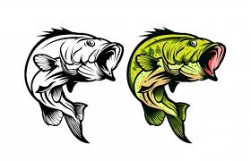 Which is the best outline for a bass fish? Free Bass Vectors 3 000 Images In Ai Eps Format