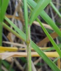 Image result for Urochloa eminii