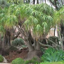 Image result for Beaucarnea recurvata