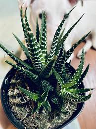 Image result for Hypertelis bowkeriana