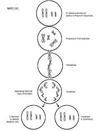 Check spelling or type a new query. Mitosis Coloring Worksheets Teaching Resources Tpt
