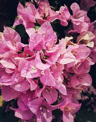 Pink Bougainvillea Plant Flower Wallpaper And Images Flower Images Flower Wallpaper Floral Texture