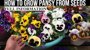 How To Grow Pansy From Seed With Full Updates Youtube