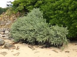 Image result for Atriplex