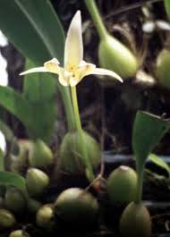 Image result for Bulbophyllum intertextum