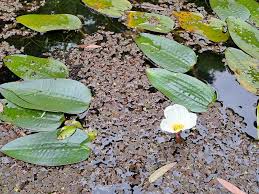 Image result for Ottelia ulvifolia