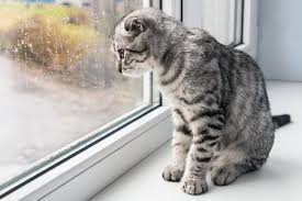 Katzenhaltung in der wohnung ist bei vielen haltern umstritten. Wie Lange Kann Eine Katze Alleine In Der Wohnung Bleiben